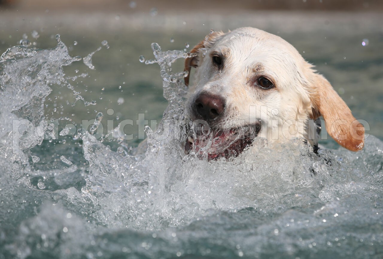 Der Sprung ins Wasser, wäre beinahe für einen Hund tödlich geendet. (Symbolbild)
