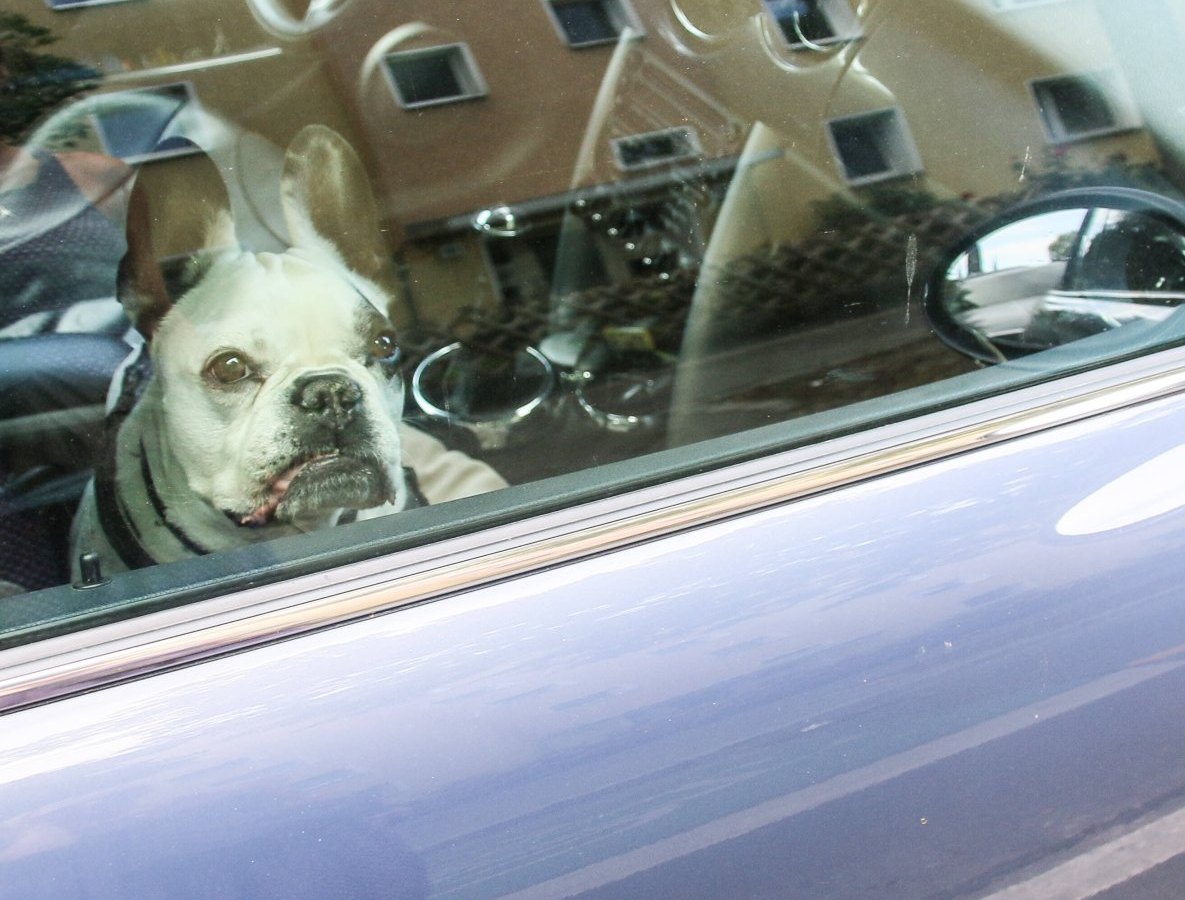 Hund in NRW.jpg