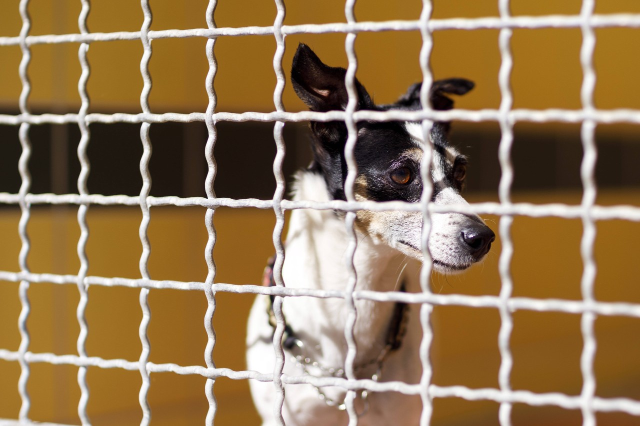 Ein Hund in NRW hat es nicht einfach. Wegen seiner Krankheit möchte ihn niemand haben. (Symbolbild) Ein Hund in NRW hat es nicht einfach. Wegen seiner Krankheit möchte ihn niemand haben. (Symbolbild)