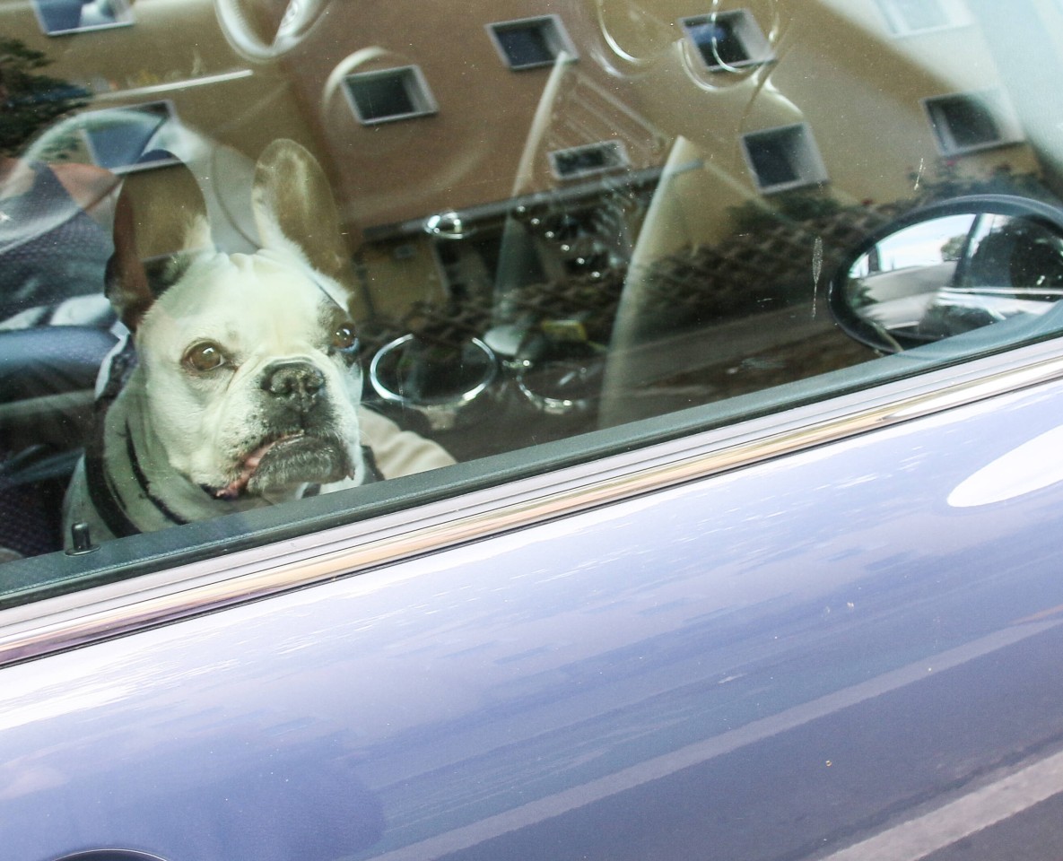 Hund in NRW: Ein Welpe wurde in von seiner Besitzerin alleine in einem überhitztem Auto zurückgelassen, während sie auf eine Kirmes ging. (Symbolbild) 