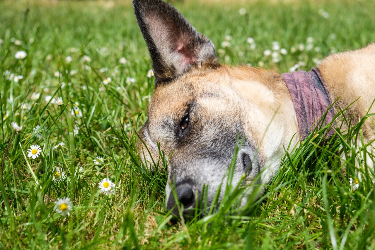 Hund Nachbar von Vierbeiner genervt was er dann macht, ist