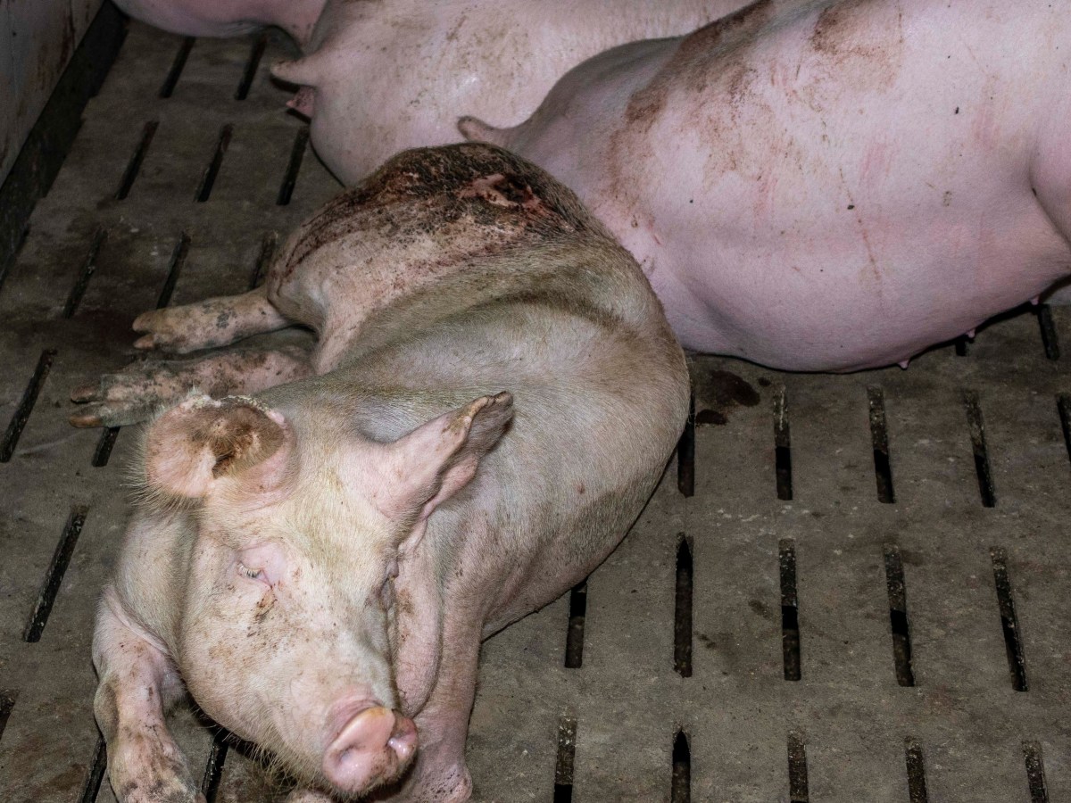 Auf Schweine-Mastbetrieben in NRW werden Tiere misshandelt. (Symbolbild)