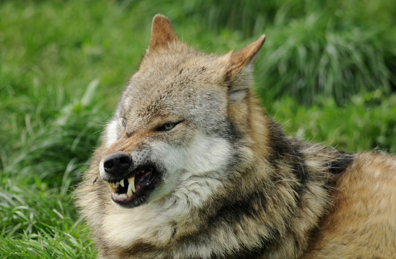 Im Tierpark Sababurg (Hessen) wurde ein Junge aus NRW von einem Wolf angegriffen. (Symbolbild)
