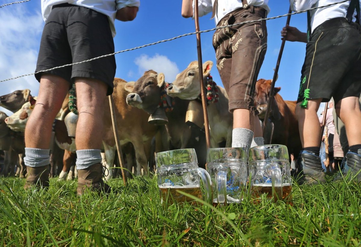 Viehscheid im Allgäu