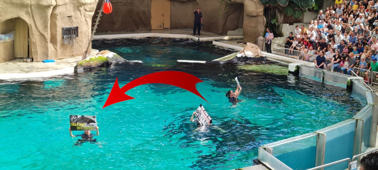 Zoo Duisburg: Der Protest während der Delfin-Show wird auch von Tierschützern kritisiert.