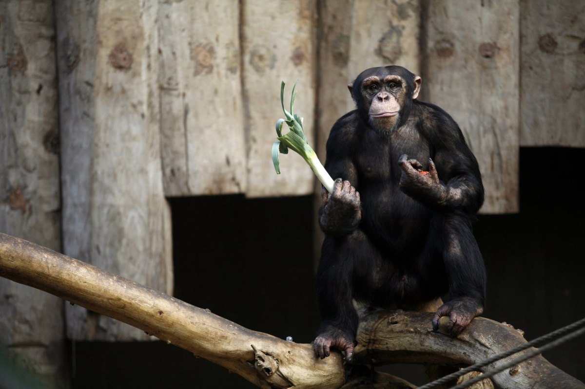 Zoo Krefeld Schimpanse.jpg