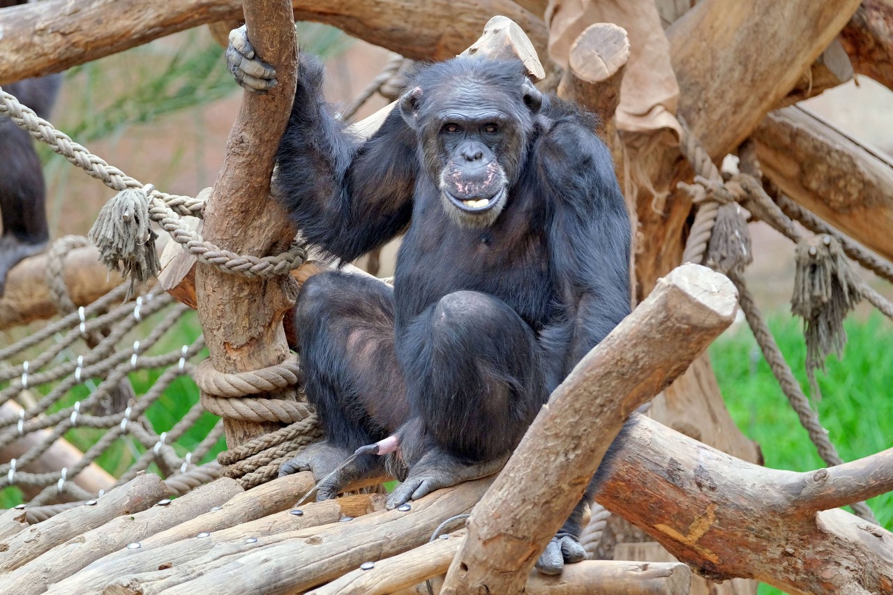 Vor wenigen Tagen sprang ein Schimpanse im Leipziger Zoo in den Tod. (Symbolbild)