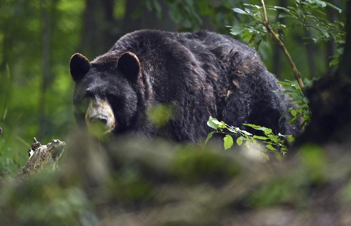  Hallo, Bär! Im Alternativen Bärenpark Worbis finden Tiere ein Zuhause, die aus schlechter Haltung gerettet wurden. 