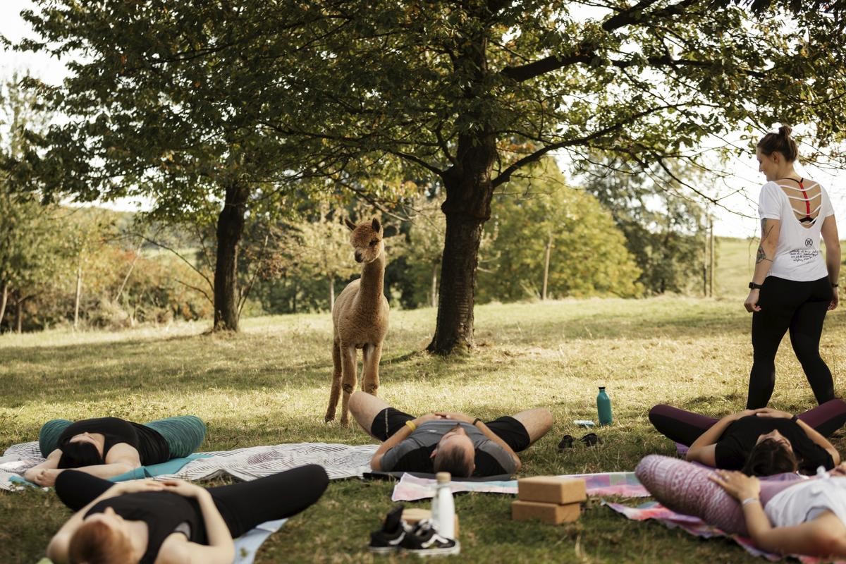 So sieht eine Session Alpaka-Yoga auf Daniel's kleiner Farm aus. 