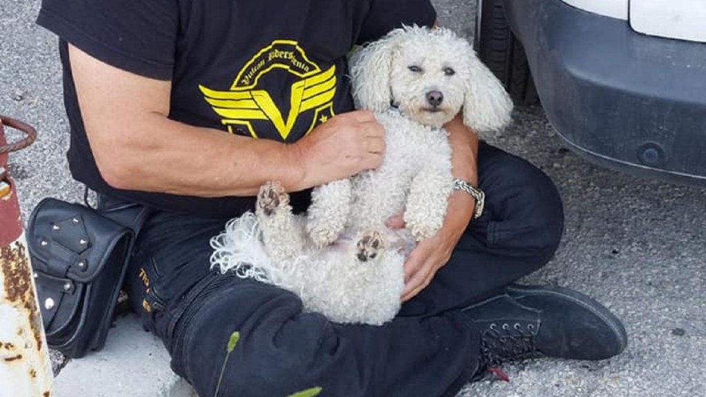 Ein Mann hält seinen Hund im Arm. Der weiße Pudel musste in die Tierklinik, nachdem er einen Feuersalamander im Maul hatte.