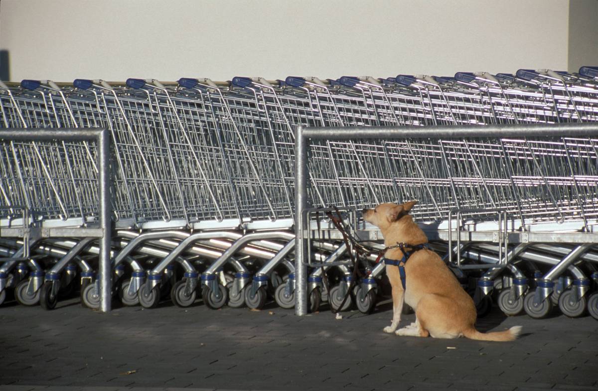 Hund Lidl Essen