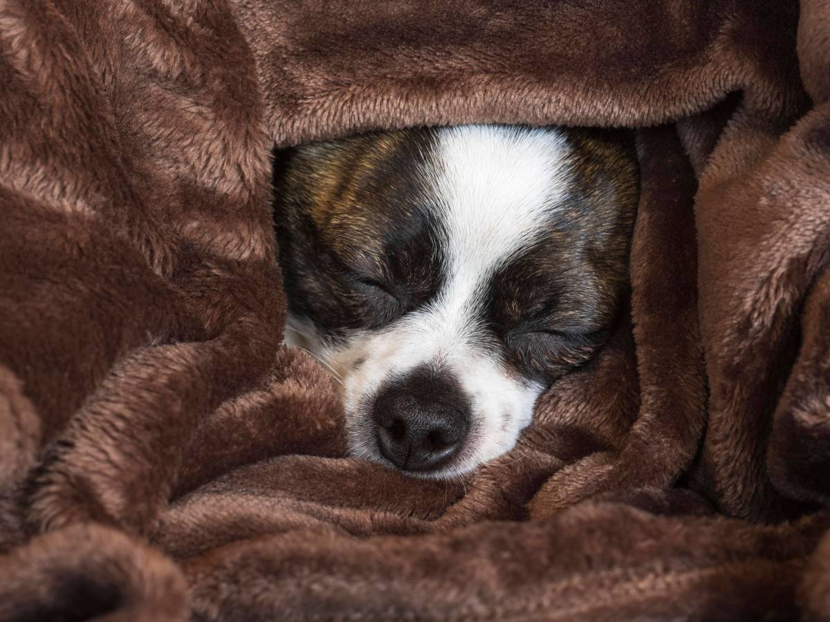 Ein Hund kuschelt sich in eine braune Decke.