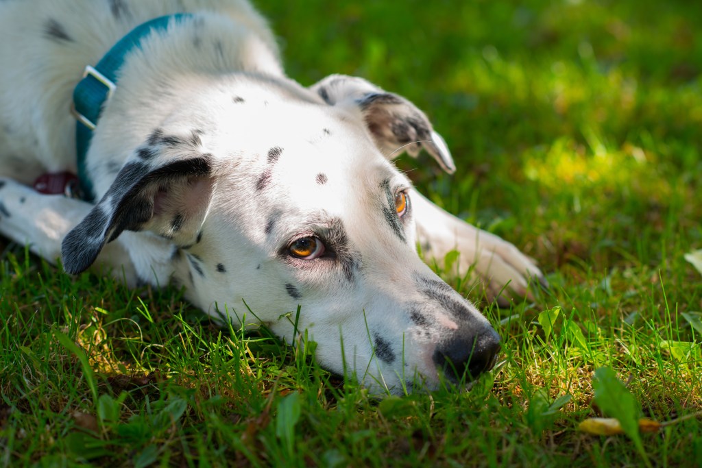 Hund in NRW