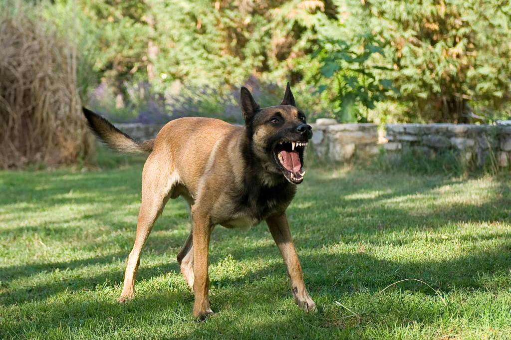 Aggressiver Hund fletscht die Zähne