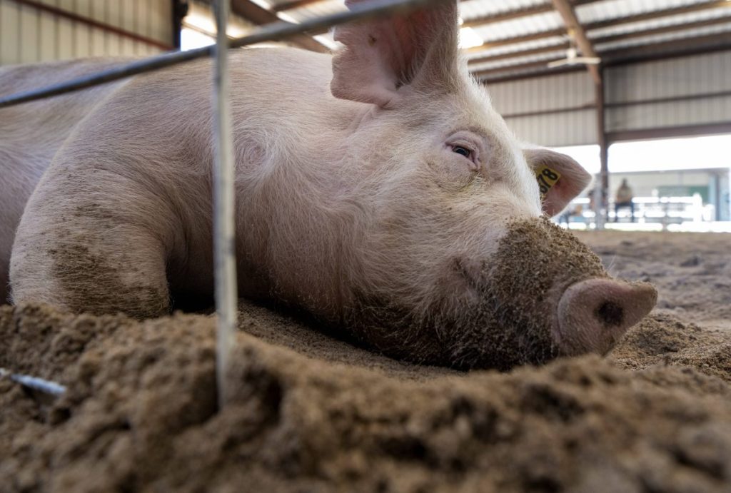 NRW: Schweine misshandelt