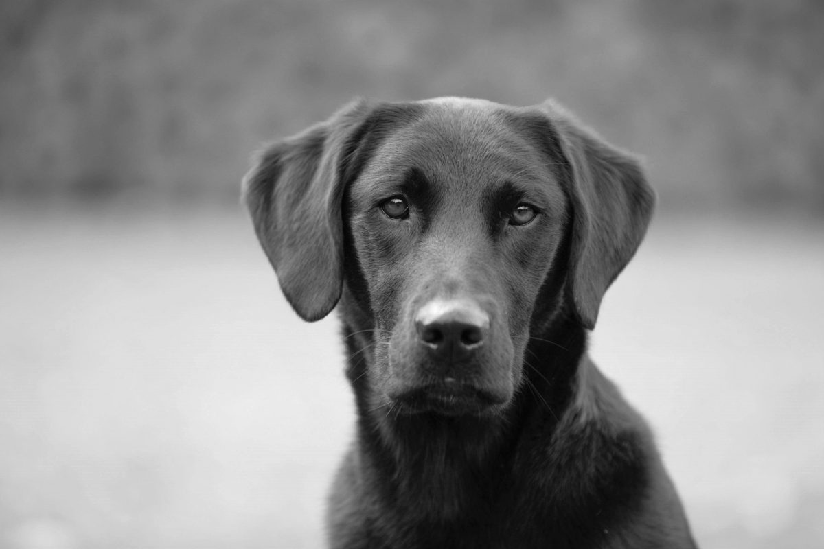 Die treuen Augen von einem Hund.