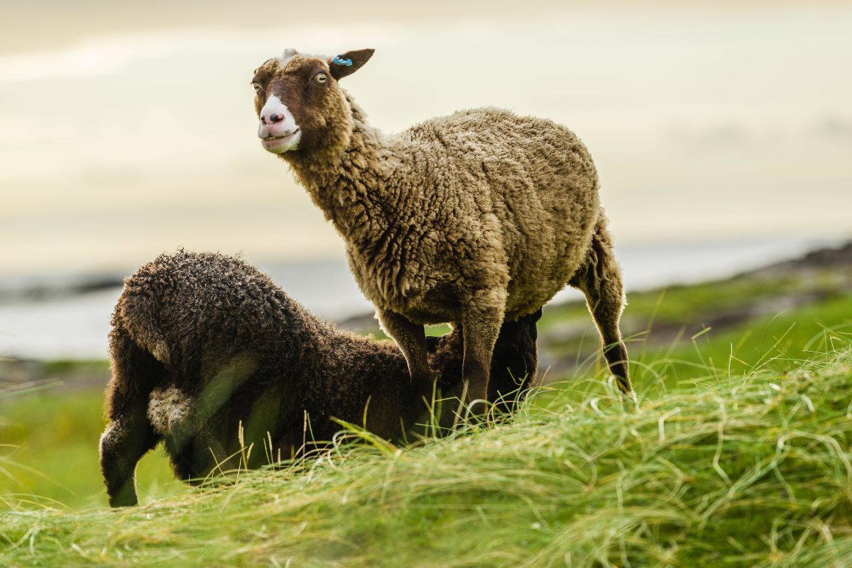 NRW: Schafe