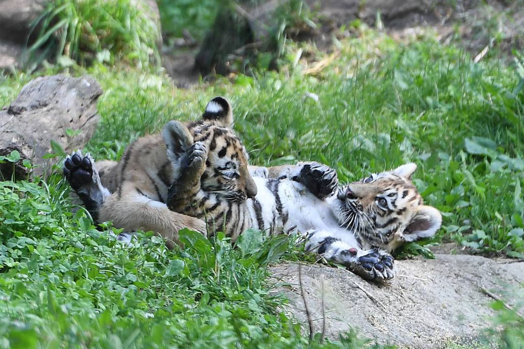Tigerbabys spielen im Zoo Duisburg.