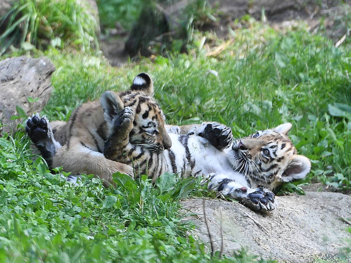 Tigerbabys spielen im Zoo Duisburg.