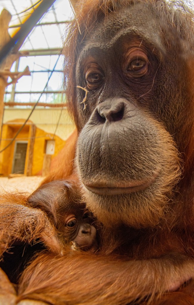 Zoo Dortmund Orang-Utan-Baby Kleo