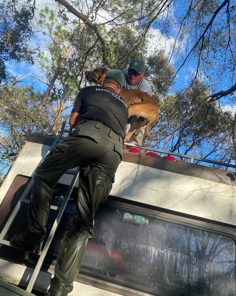 Polizei rettet Hund von Wohnmobildach nach Hurrikan-Überschwemmungen