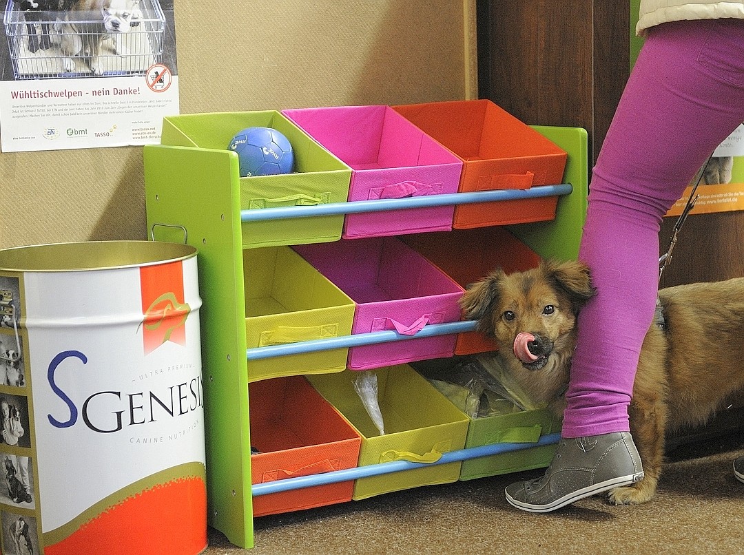 Lecker. Die Hunde freuen sich über die kostenlose Tiernahrung .