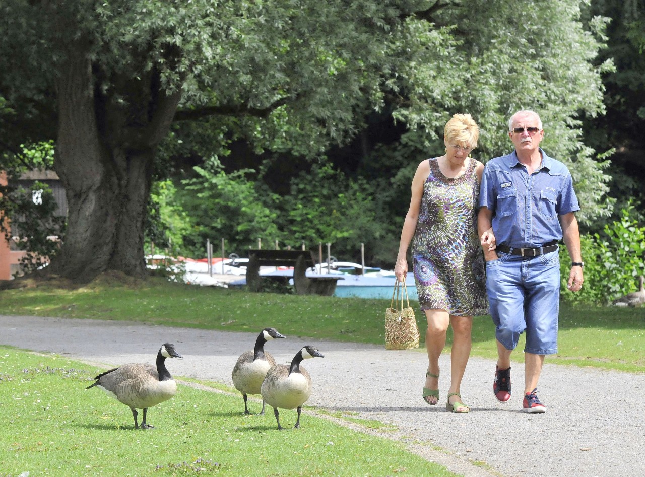 Die Besucher des Revierparks Vonderort  müssen ihn mit den Gänsen teilen.