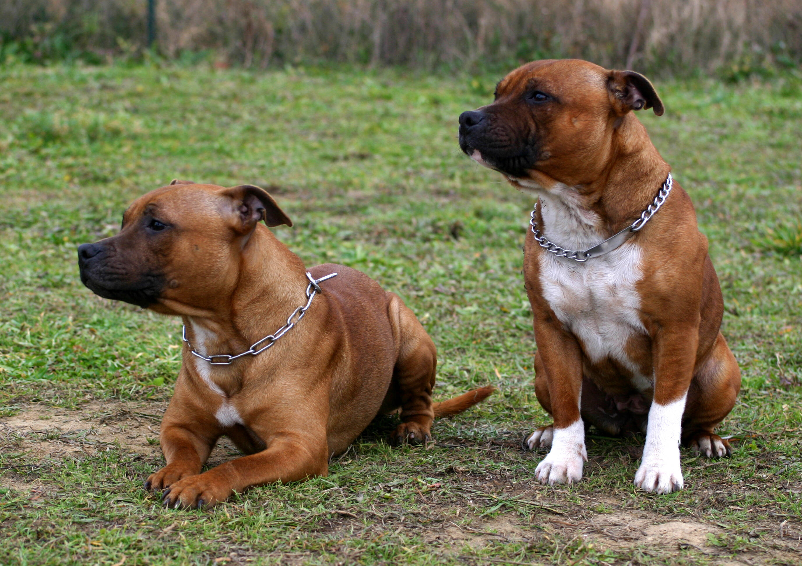 Hund-in-Essen-Halter-aufgepasst-Fiese-Betr-ger-unterwegs-jetzt-warnt-die-Stadt