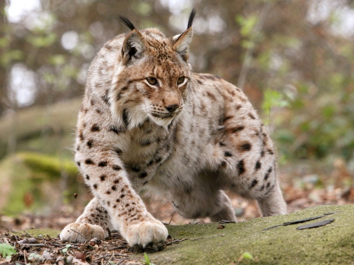 Luchs.jpg