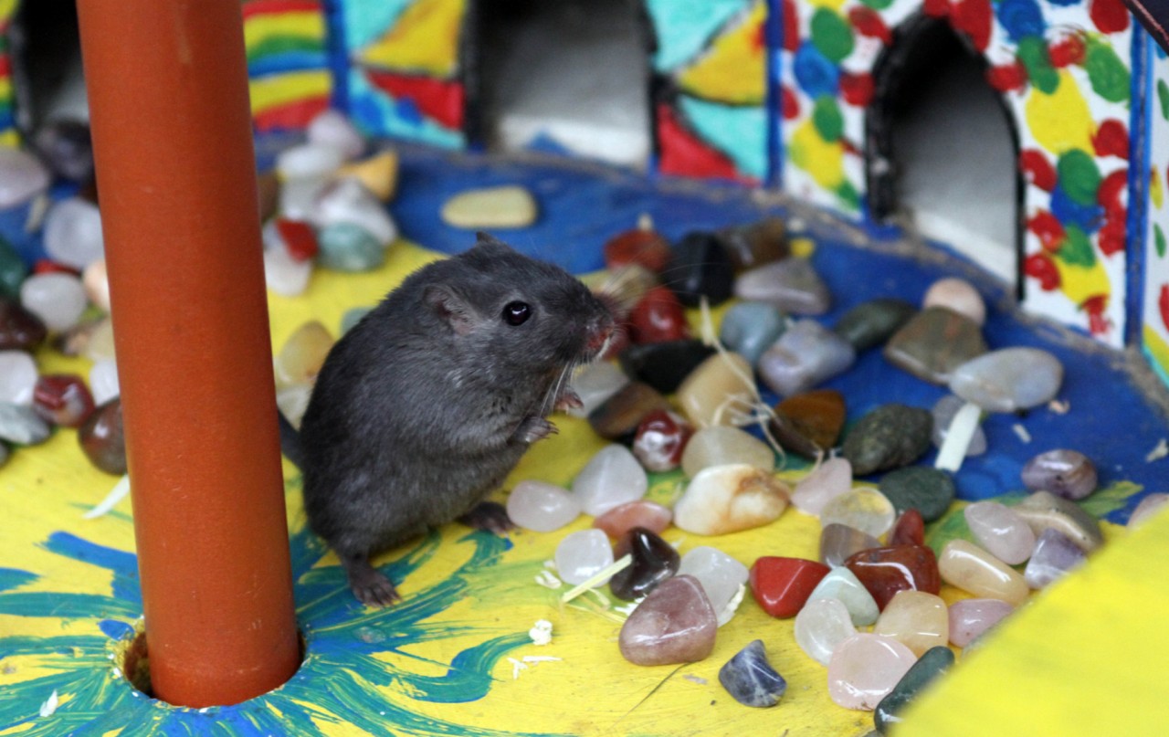 Tierquälerei? Eine Maus beim Mäuseroulette. Archivbild: Gerd Herman