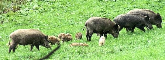 Wildschweine--543x199.jpg