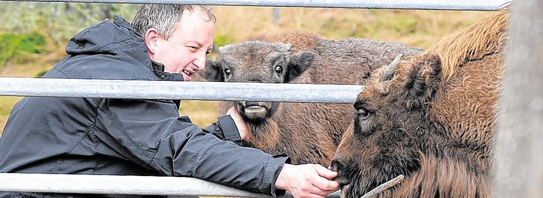 Wisent Wildnis am Rothaarsteig-kQV--656x240@DERWESTEN.jpg