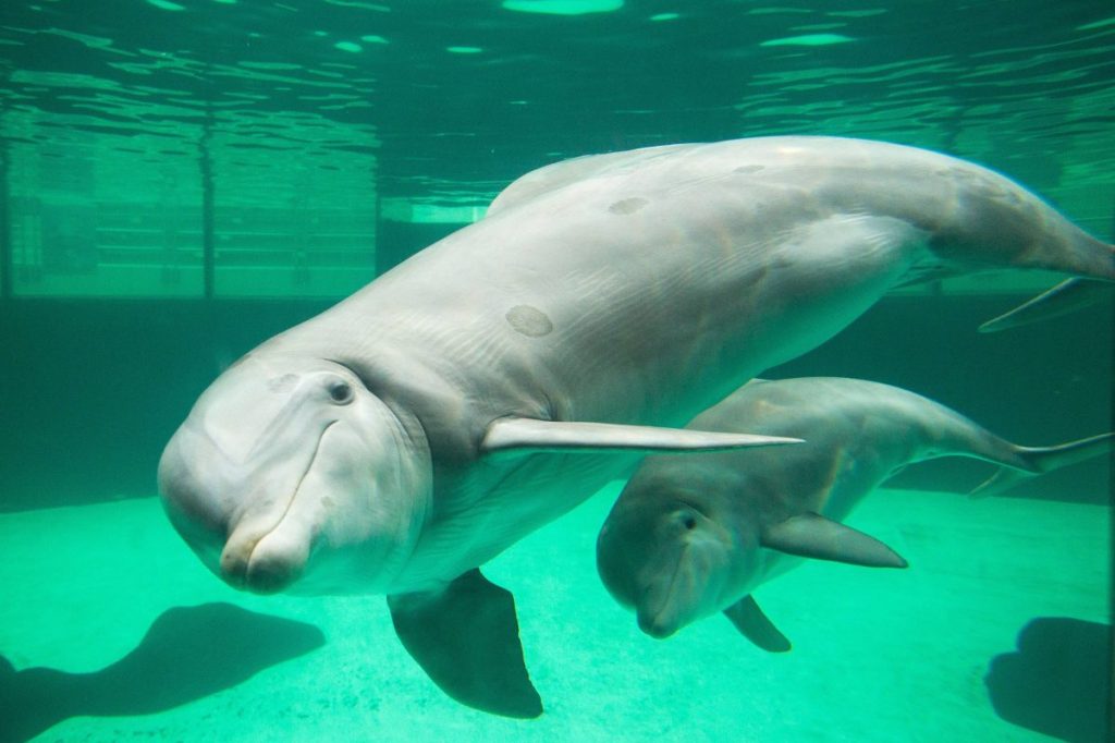 Zoo Duisburg Delfine