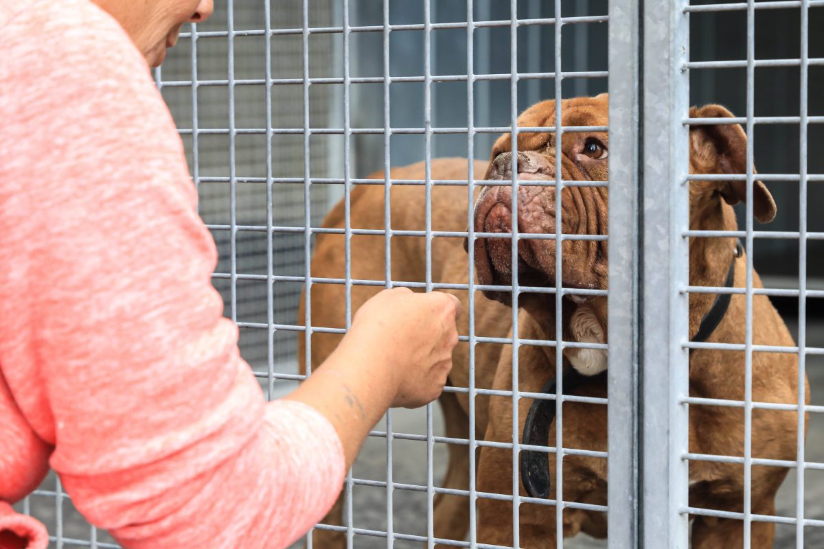 Hund im Tierheim hinter Gittern, Frau sitz vor ihm und er sieht sich durchs Gitter an