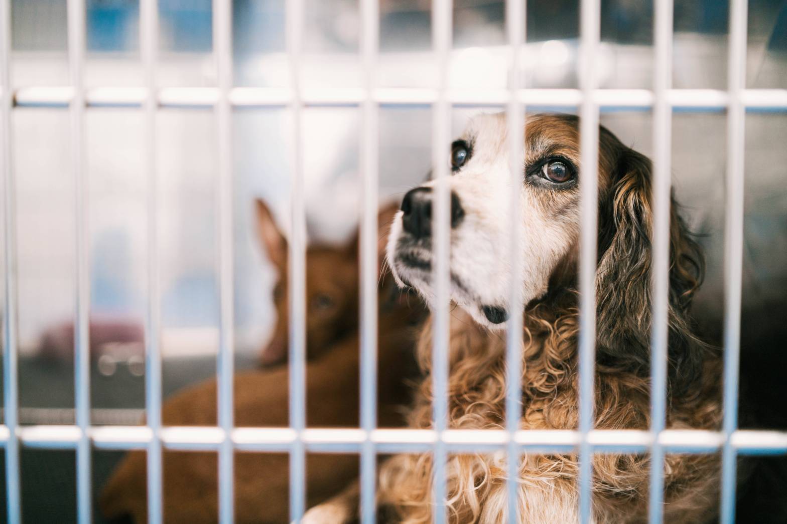 Hund in NRW in desaströser Verfassung – Tierheim hat schlimmen Verdacht