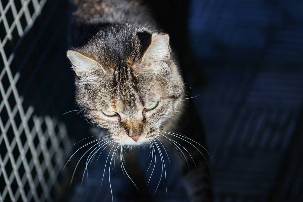 Tierheim in NRW Für armen Kater kam jede Hilfe zu spät DerWesten.de