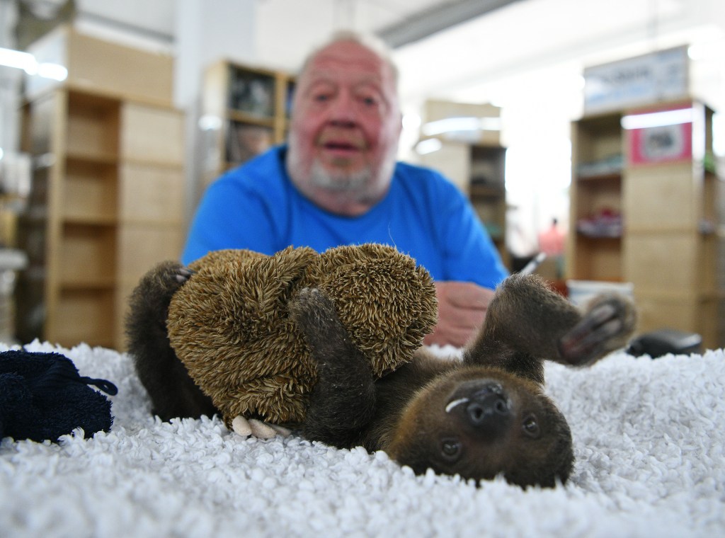 Norbert Zajac mit dem Faultierbaby "Fridolin".