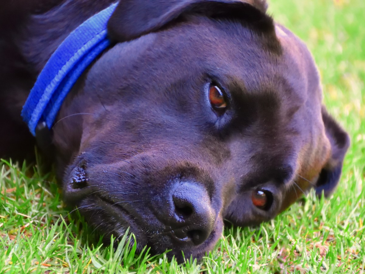 Hund in NRW erlebt bitteres Schicksal – Tierheim verzweifelt: „Das ist so traurig“