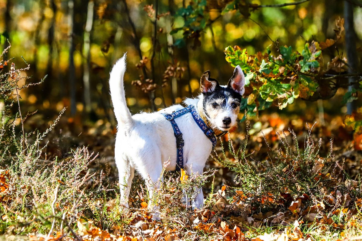 Hund in Mülheim Symbolbild von kleinem Russel Terrier im Wald