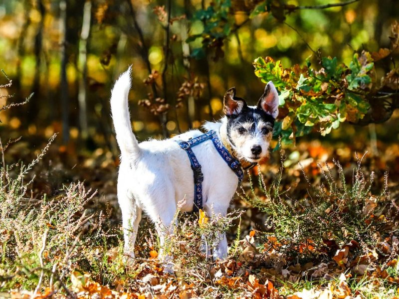 Hund in Mülheim Symbolbild von kleinem Russel Terrier im Wald