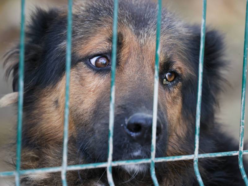 Tierheim in NRW: Ein Hund im Zwinger