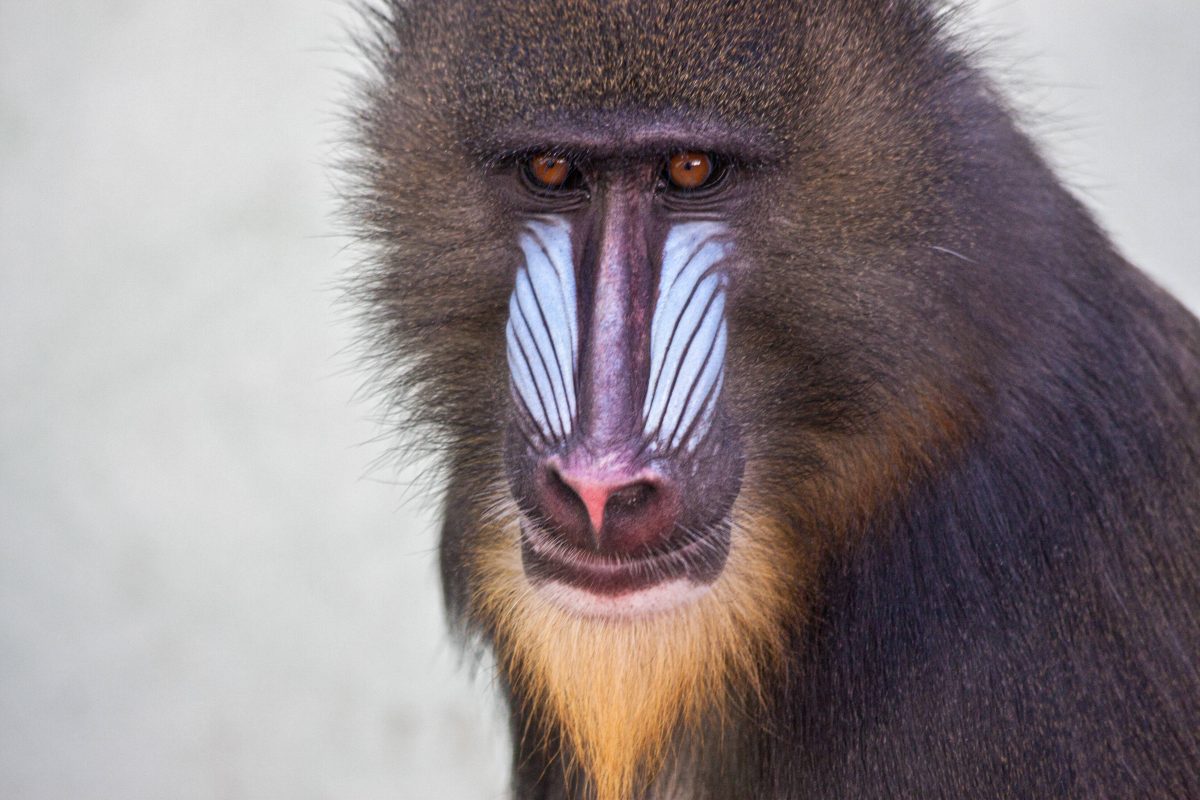 Zoo München Mandrill-Männchen