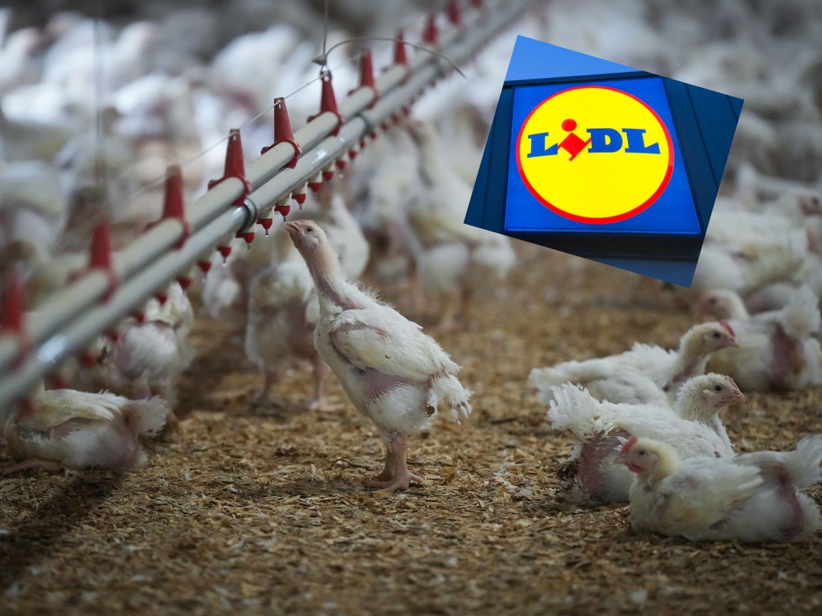 lidl: Masthühner im Stall