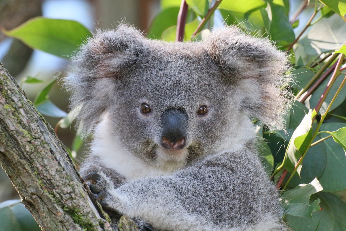 Zoo Duisburg Koala Eerin