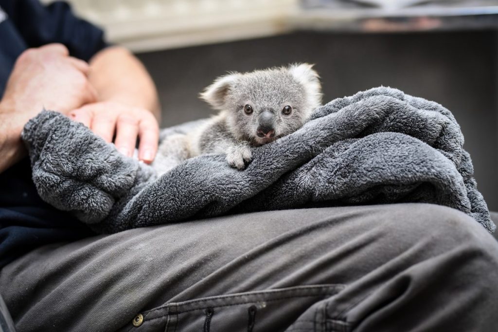 Zoo Duisburg Koala Eerin als Baby