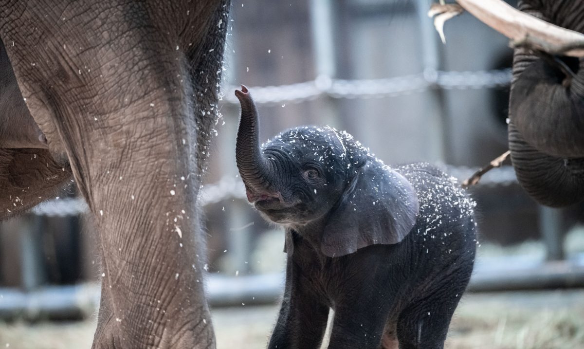 Zoo Wuppertal Elefanten-Kind Tsavo