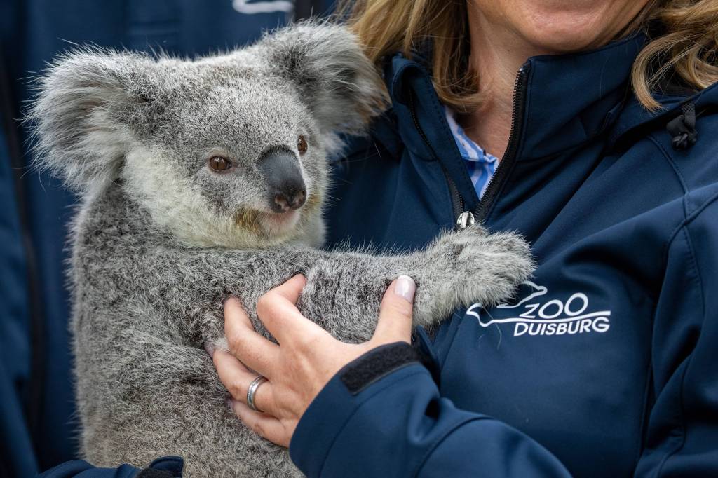 koala duisburg zoo