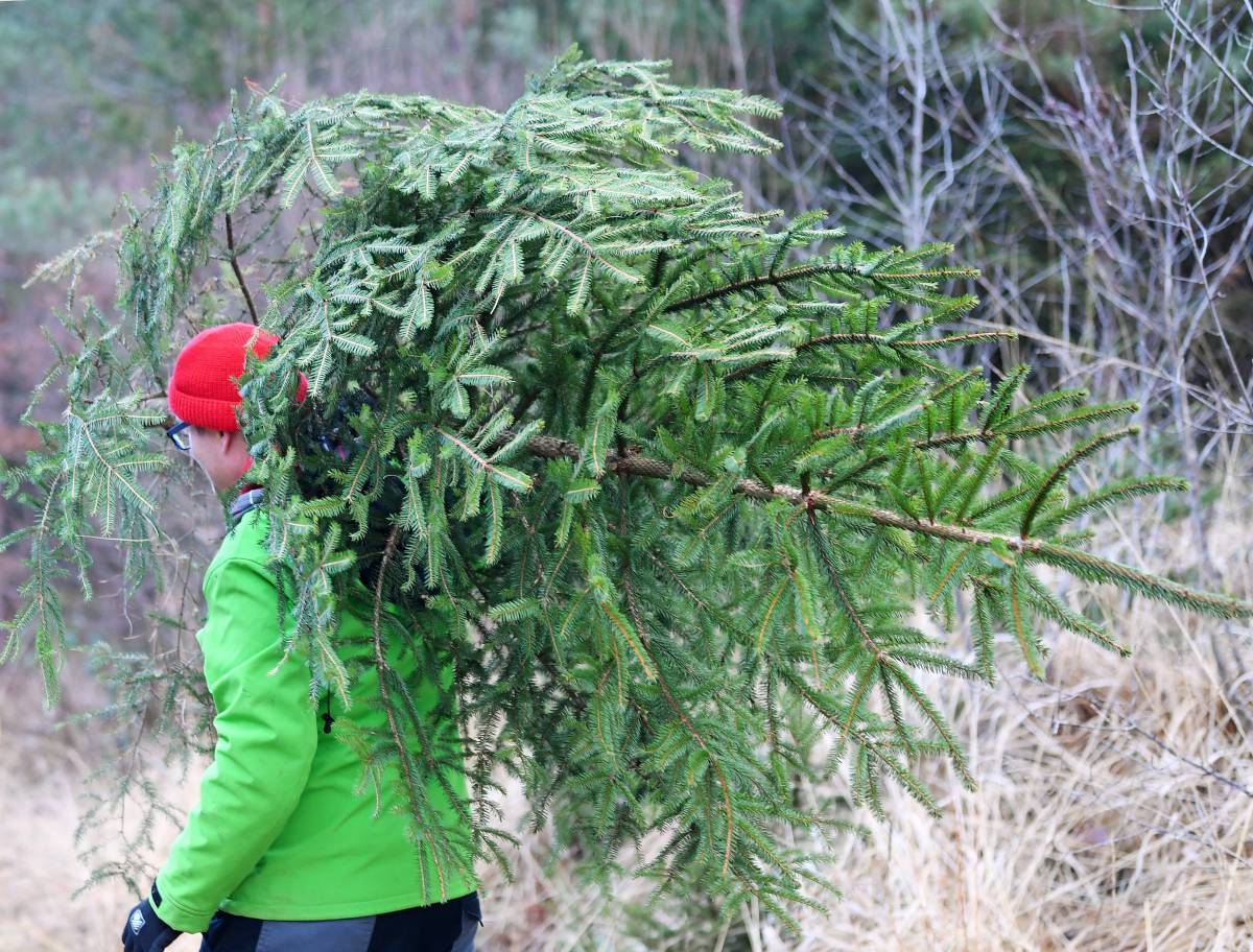 Weihnachtsbaum in NRW Wer HIER zuschlägt, zahlt bis zu 7.500 Euro