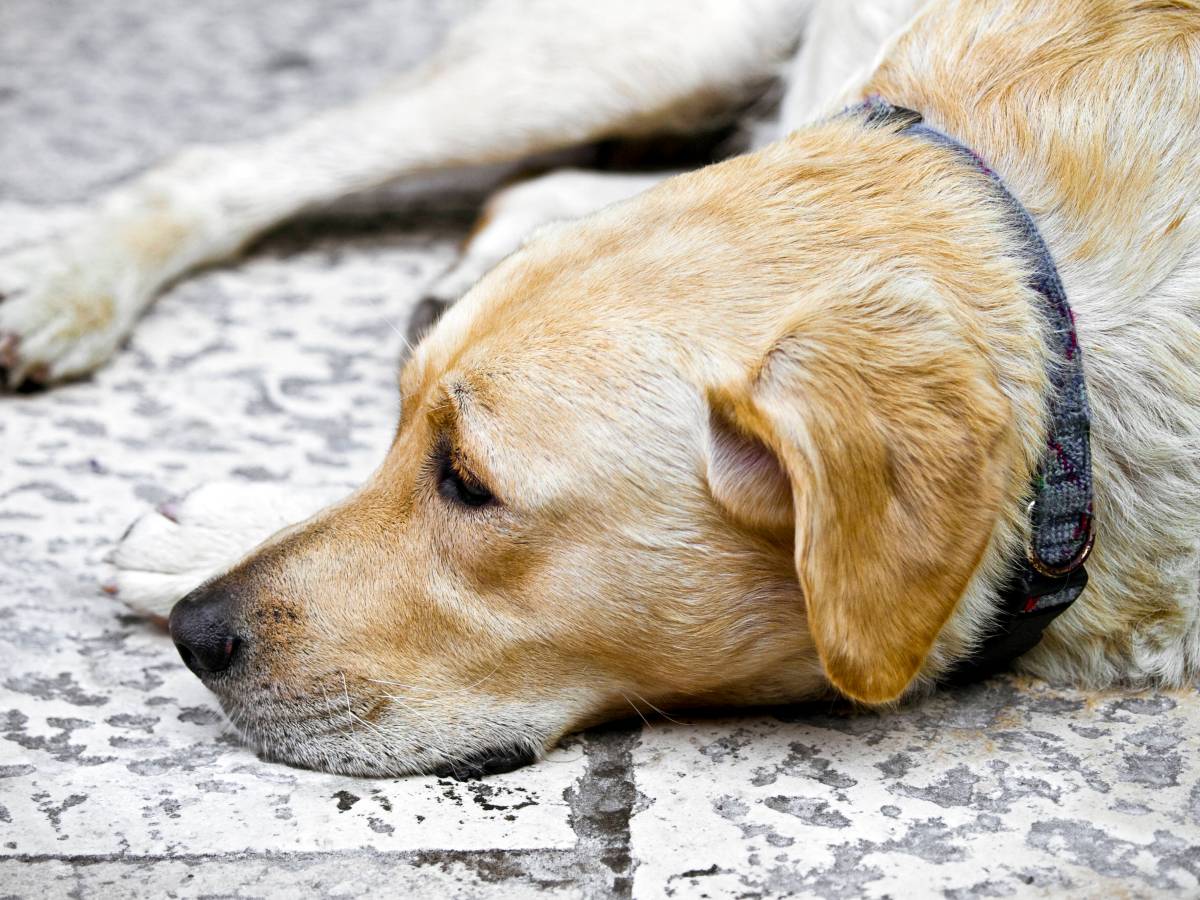 Hund in NRW: ein trauriger Golden Retriever