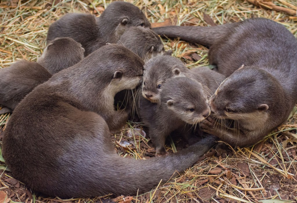 Zoo Dortmund Zwergotter